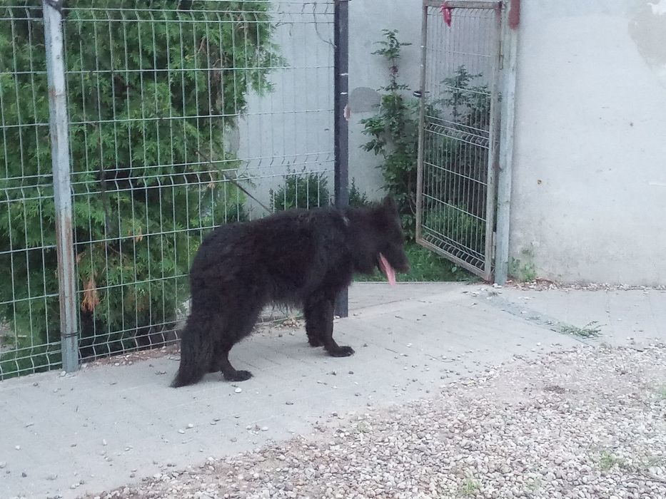 Owczarek niemiecki długowłosy czarna młoda suka