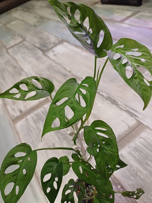 Monstera monkey variegata