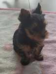 Yorkshire terrier piękna sunia