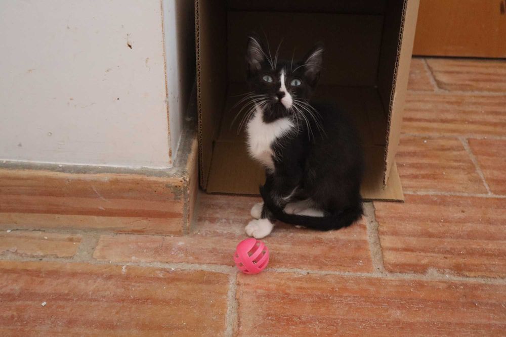 4 Gatinhos à procura de família – Tavira (Algarve)