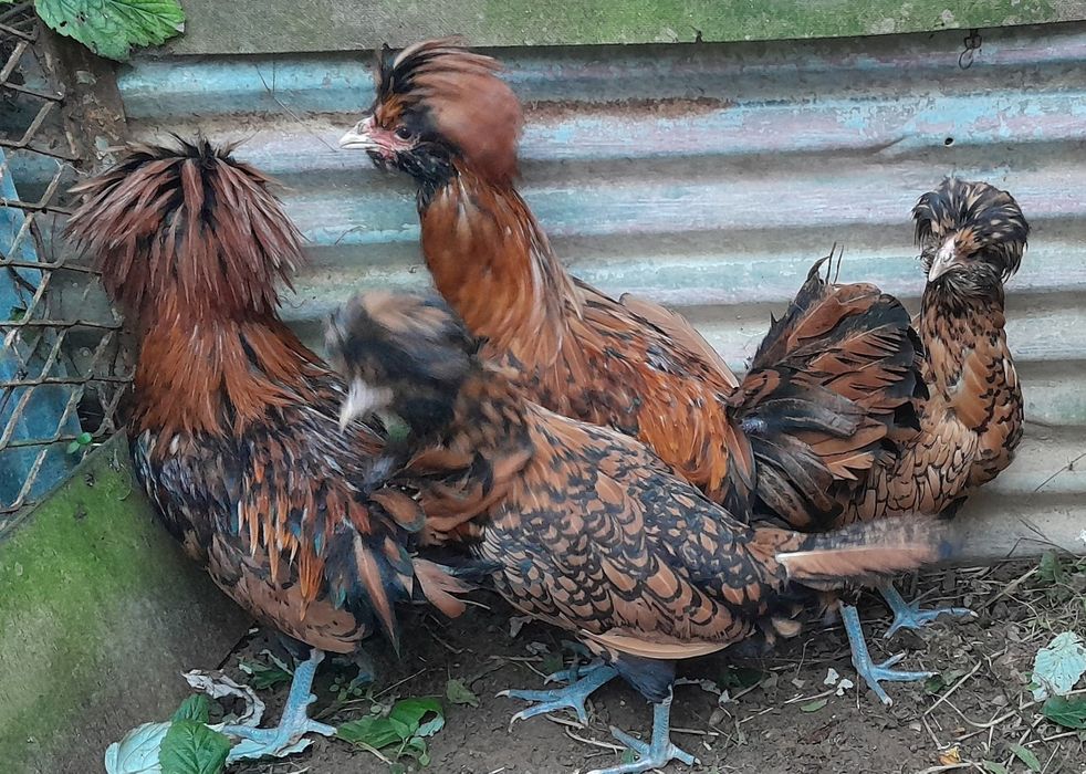 Czubatki Padewskie