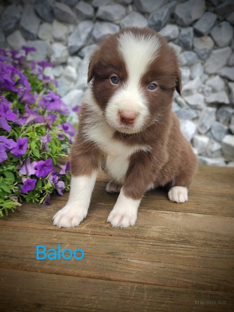 Border collie piesek czekoladowo biały, przebadani rodzice