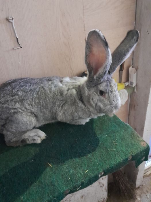 Samiec belgijski szynszylowy