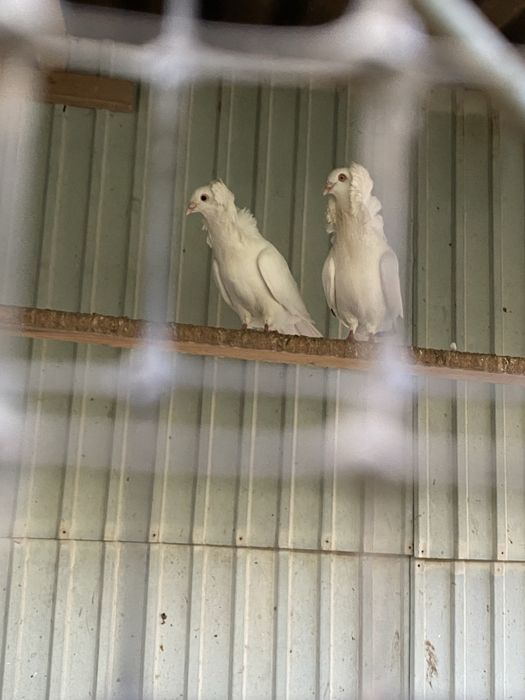 Pombas de leque e capuchino