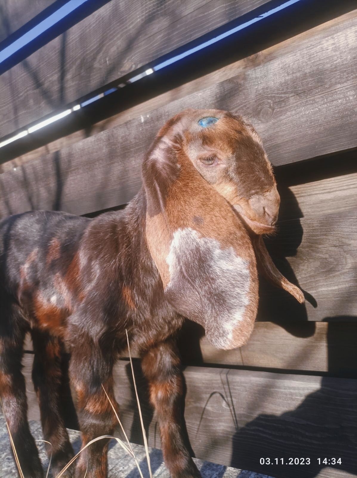 Коза нубийска коза камори
