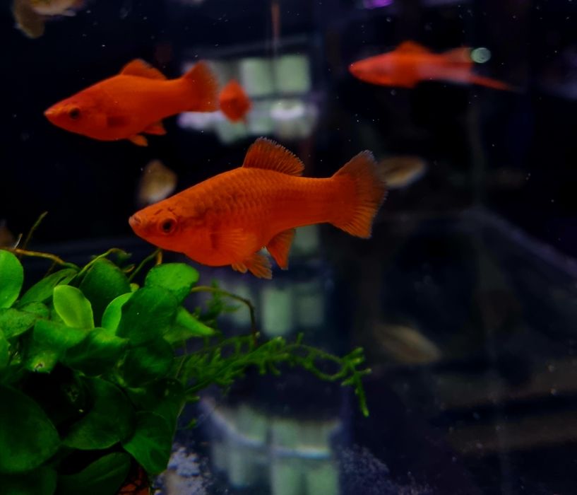 Mieczyk pomarańczowy