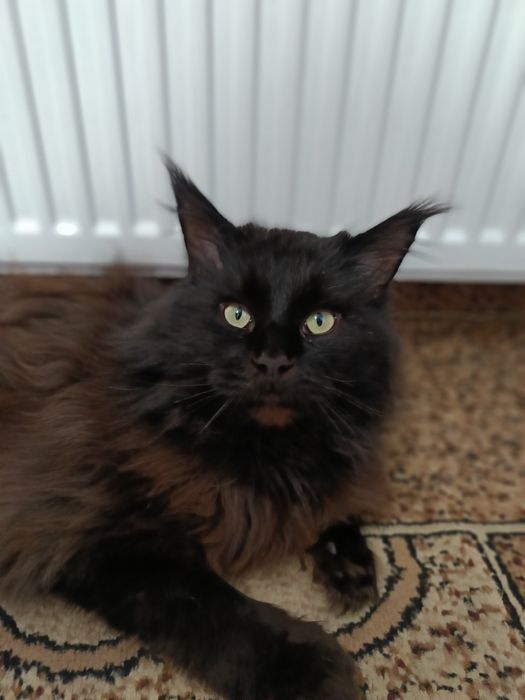 Мэйн-кун     в'язка