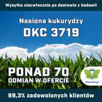 Kukurydza DKC 3719, F1, opak. 50 tys.n. | dlaroslin.pl