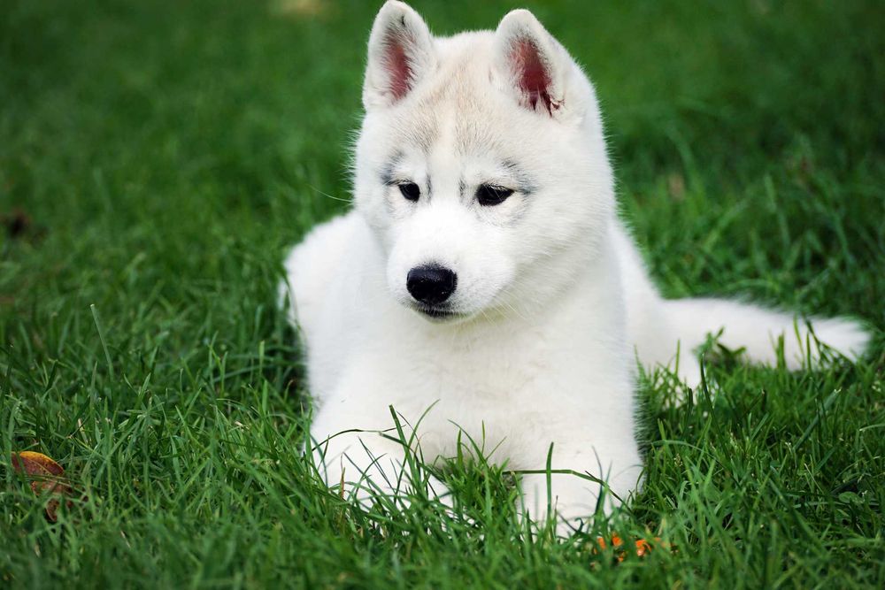 Platynowy piesek Husky z rodowodem ZKwP / FCI szczenię husky
