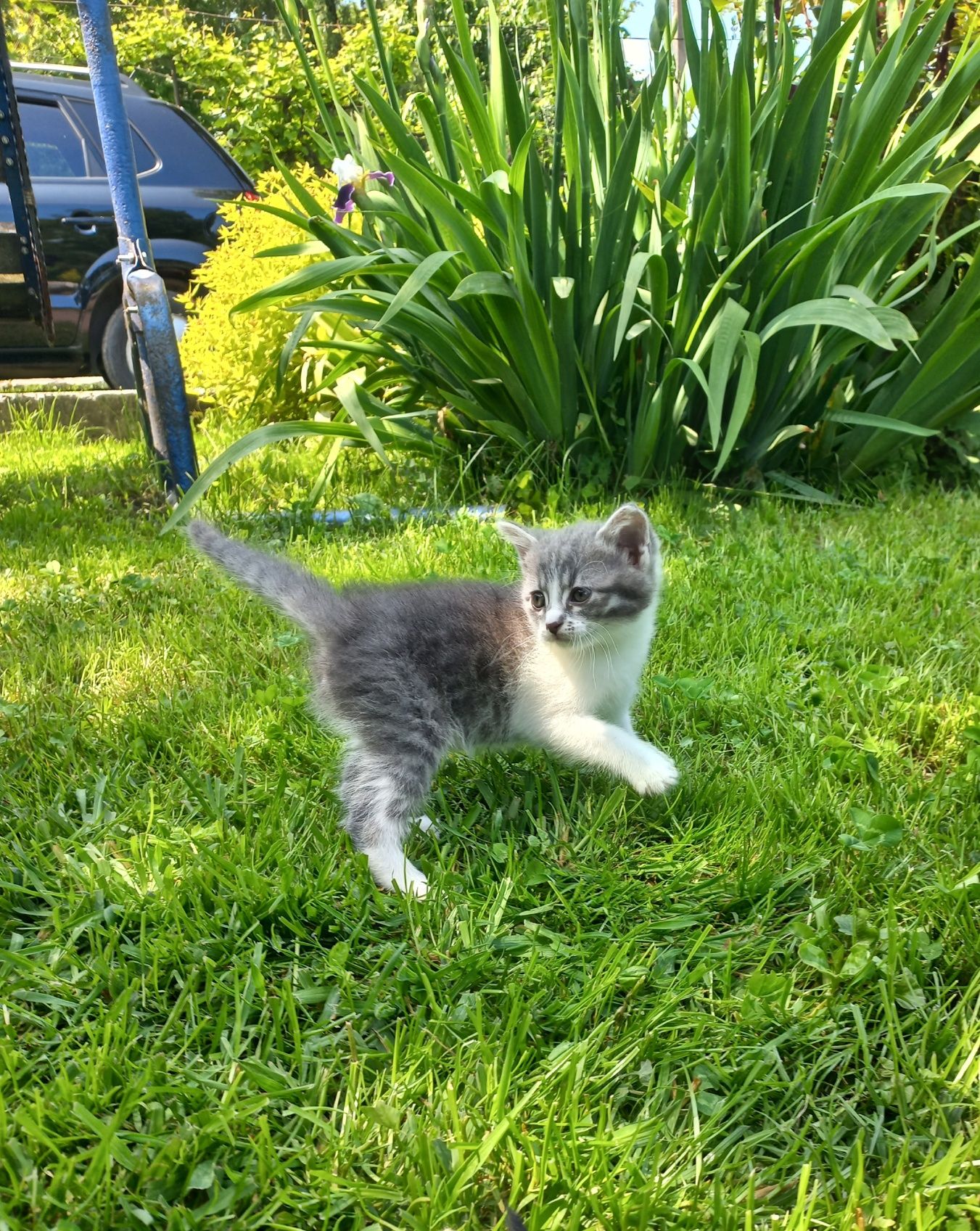 Котики кошеня киця