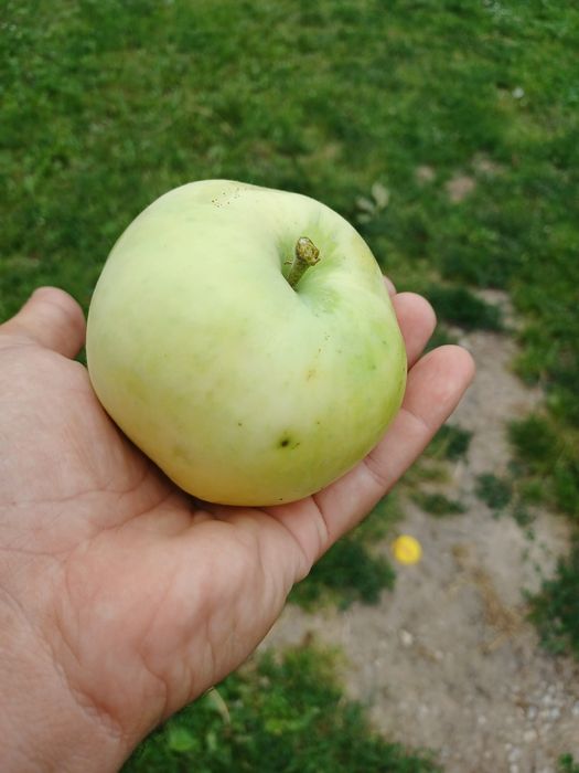 Drzewka owocowe w donicy