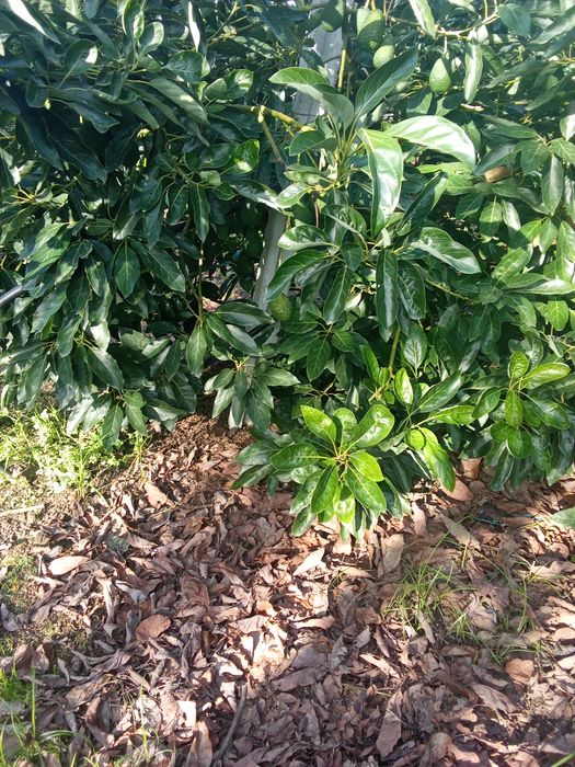 Vendo abacates alguém interessado diga 2.5€ kg