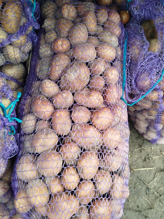 Продам картоплю насіневу