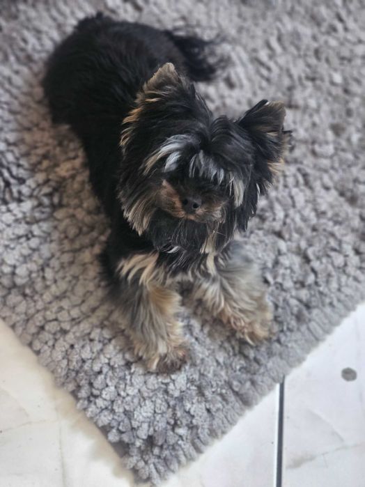 Yorshire Terrier Sunia - chłopczyk Black and Tan , Black
