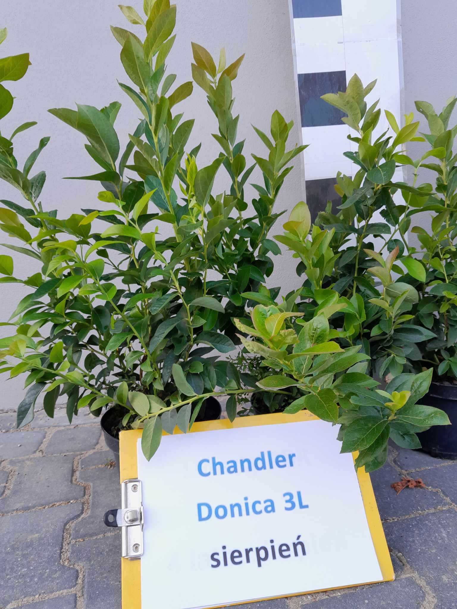 .1. Borówka  Amerykańska CHANDLER 3 lata donica 3 litry