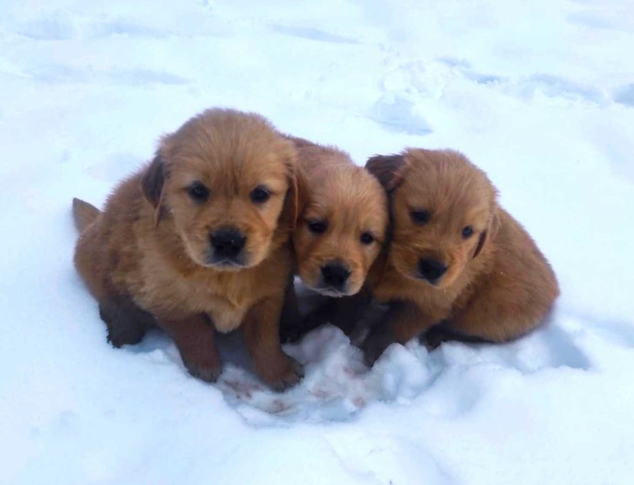 Golden Retriever - ciemno złoty piesek