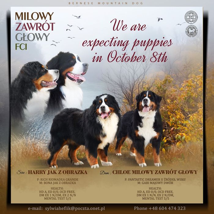 Berneński Pies Pasterski