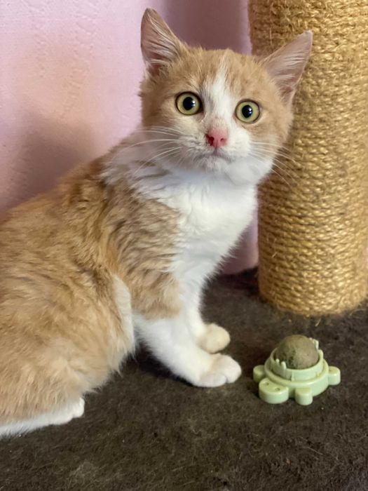 Гарненька кішечка шукає дім, вік 4 міс.