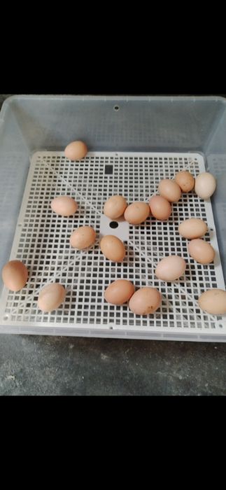 Chocadeira Viragem Automática