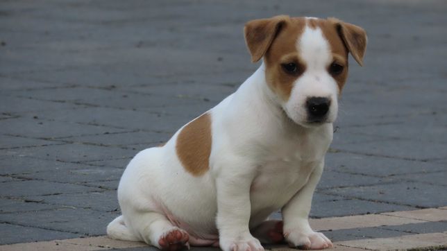 Piękny  Jack Russell Terrier PIESEK / Hodowla  B R E F I O