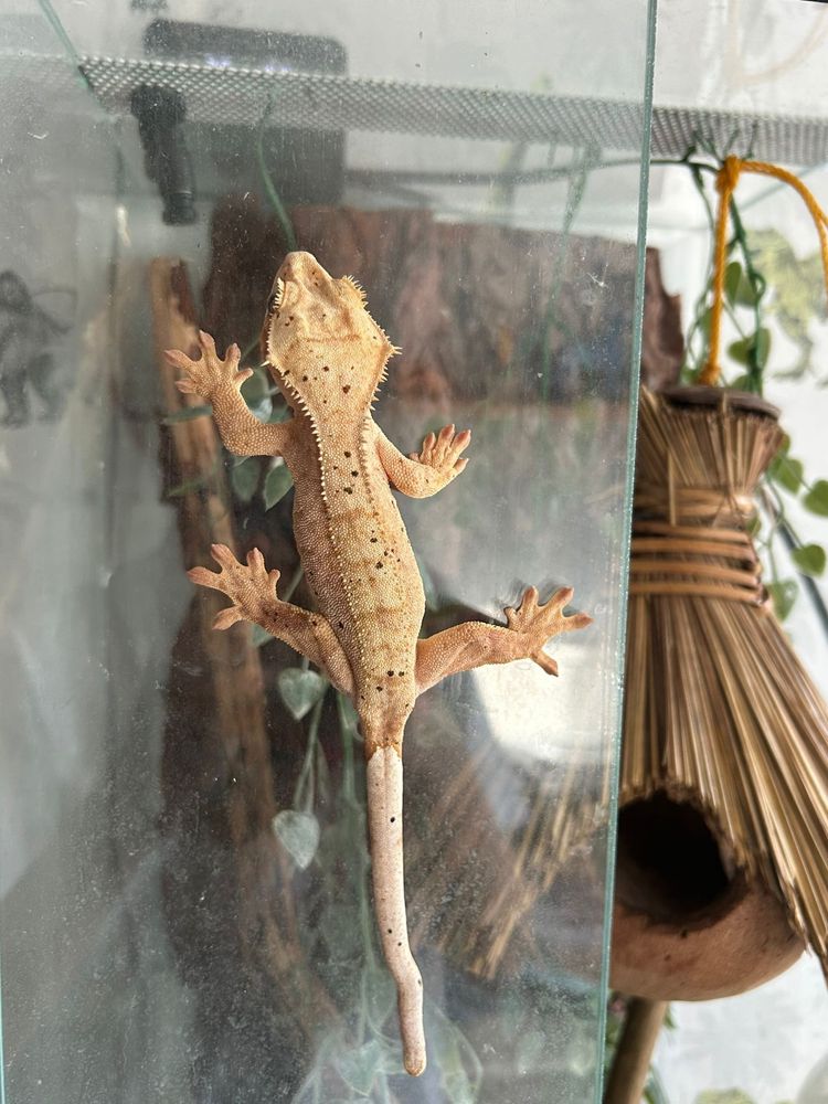 Gekon przęsiony wraz z terrarium