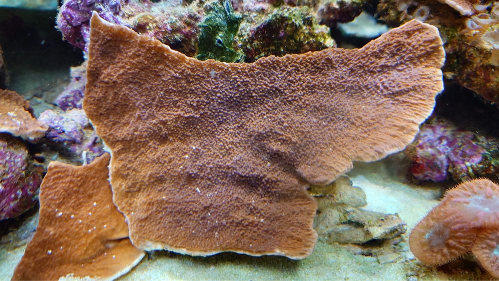 Montipora talerzowa