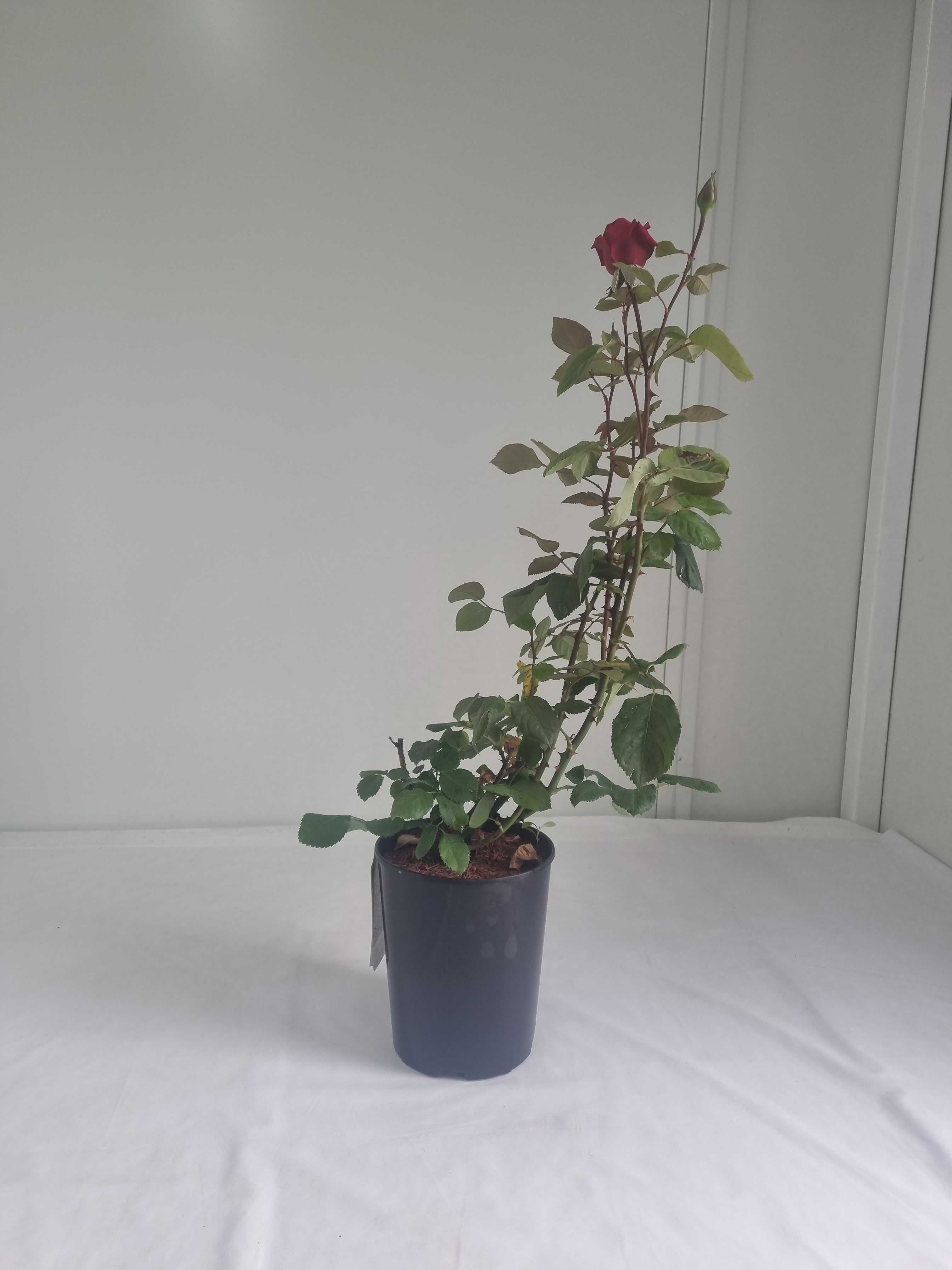 Róża Wielkokwiatowa Grande Amore – Intensywnie Czerwona, Wys. 80 cm,2L