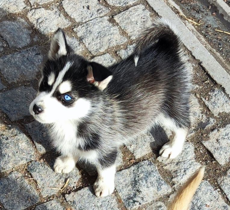 Чернобілого кольору, арлекін!