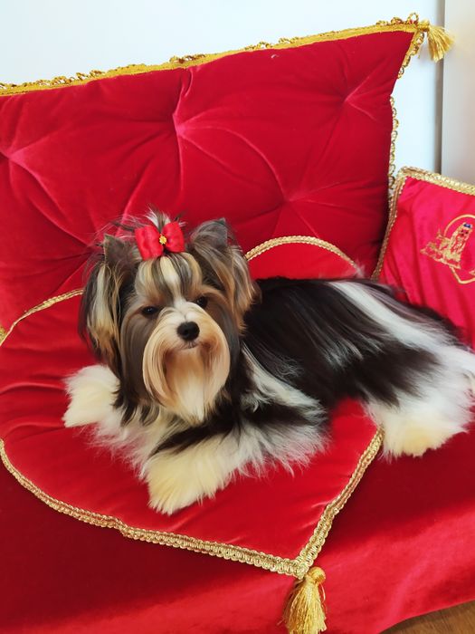 Śliczna suczka Dina z metryką ZkwP/FCI Biewer Yorkshire terrier.