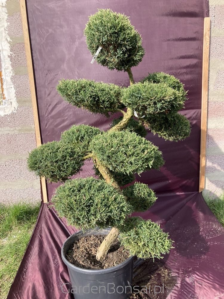 Drzewko BONSAI z jałowca - DOSTAWA - 130 cm - OKAZJA