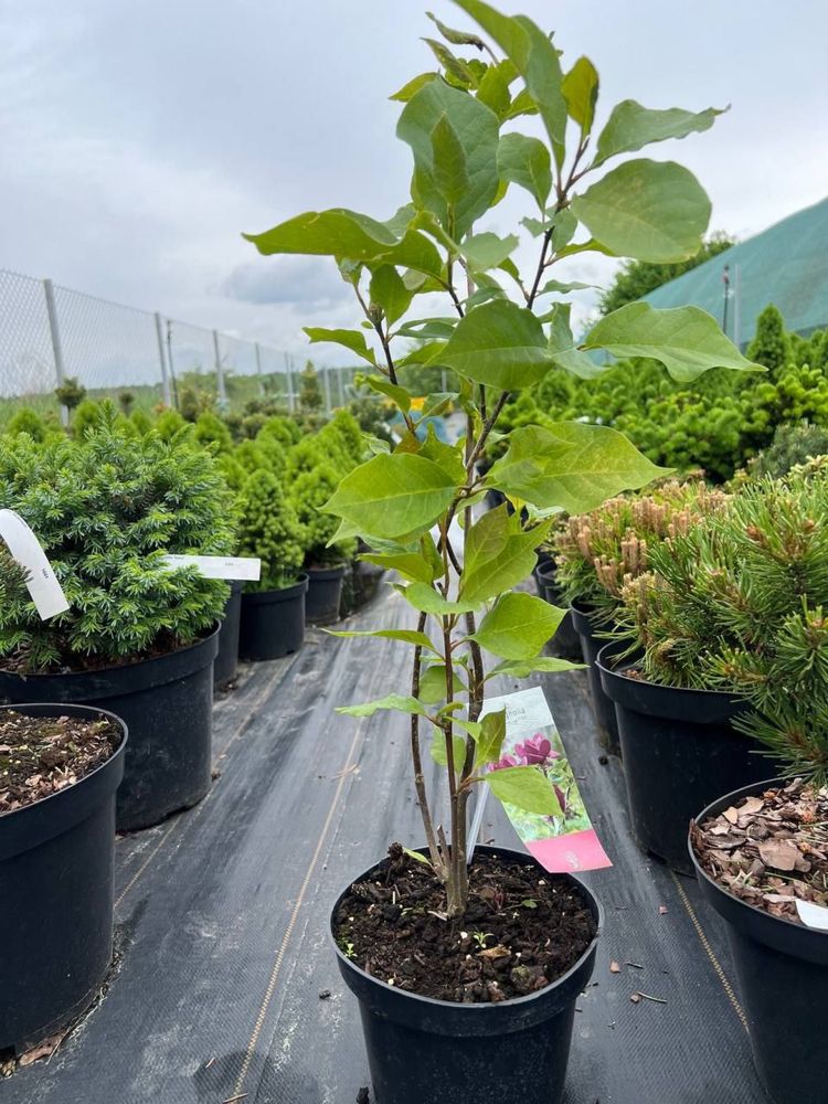 Maгнолія « Джені »(Magnolia « Genie »)