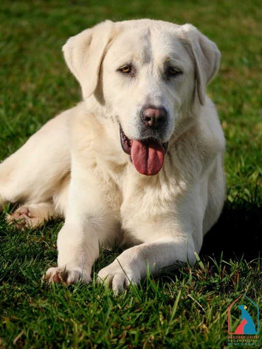 Sunia Junga szuka domu!