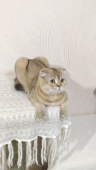 Висловуха дівчинка від золотої шиншили