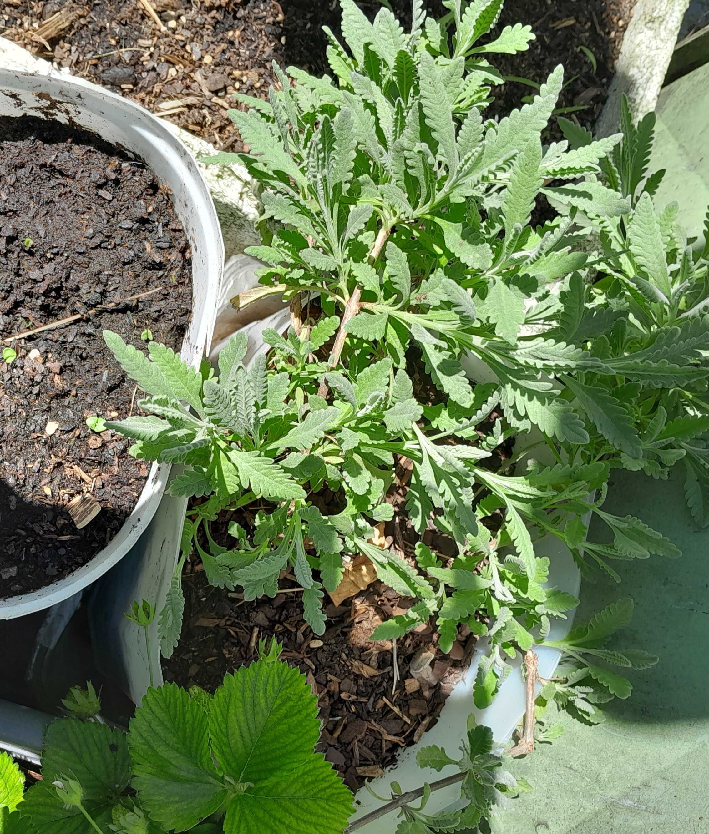 Salvia, Hortelã, lavanda, urtiga, incenso e mirrra  bastardo em mudas