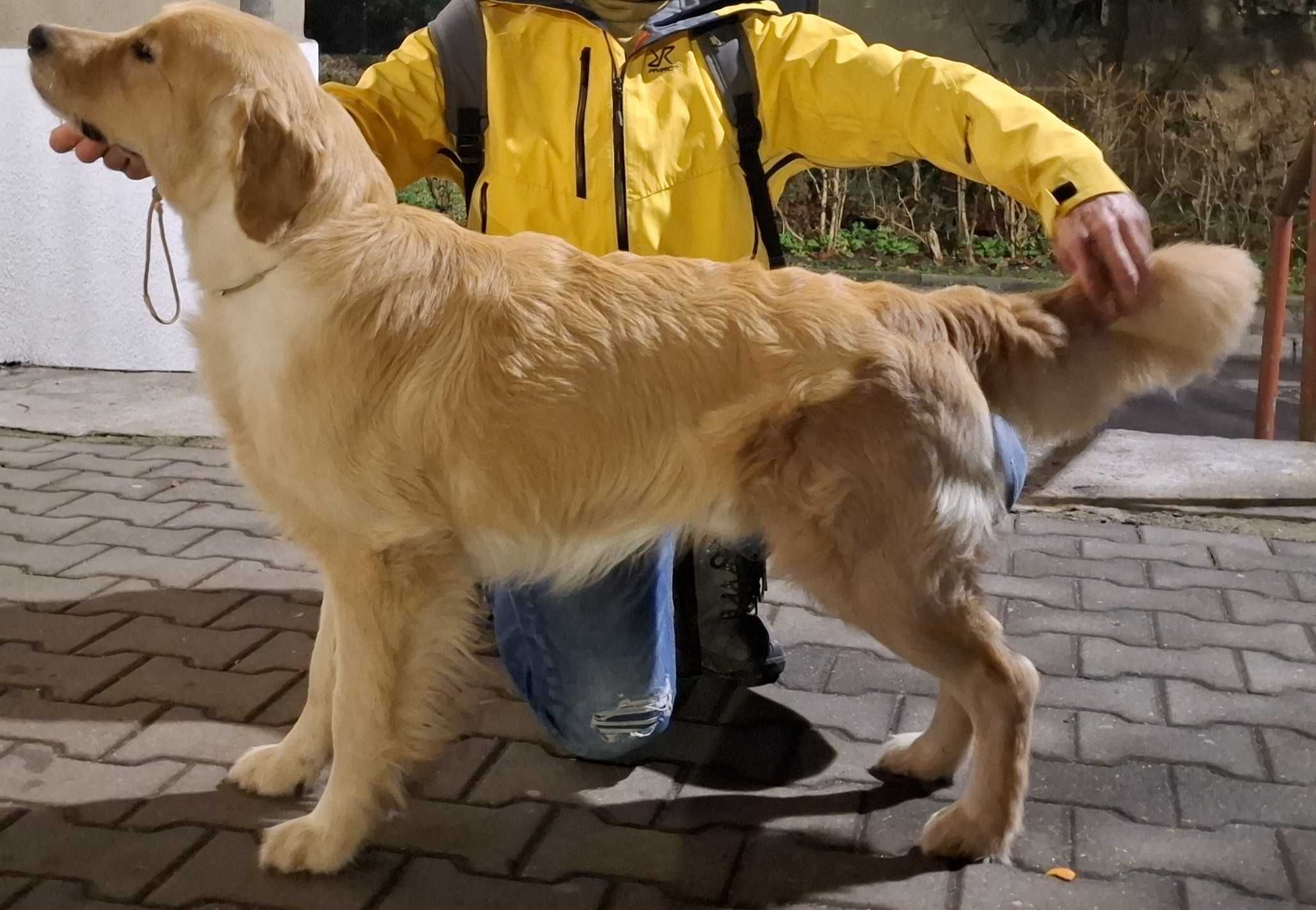 Golden retriever     FCI/   ZKwP   kremowy piękny piesek