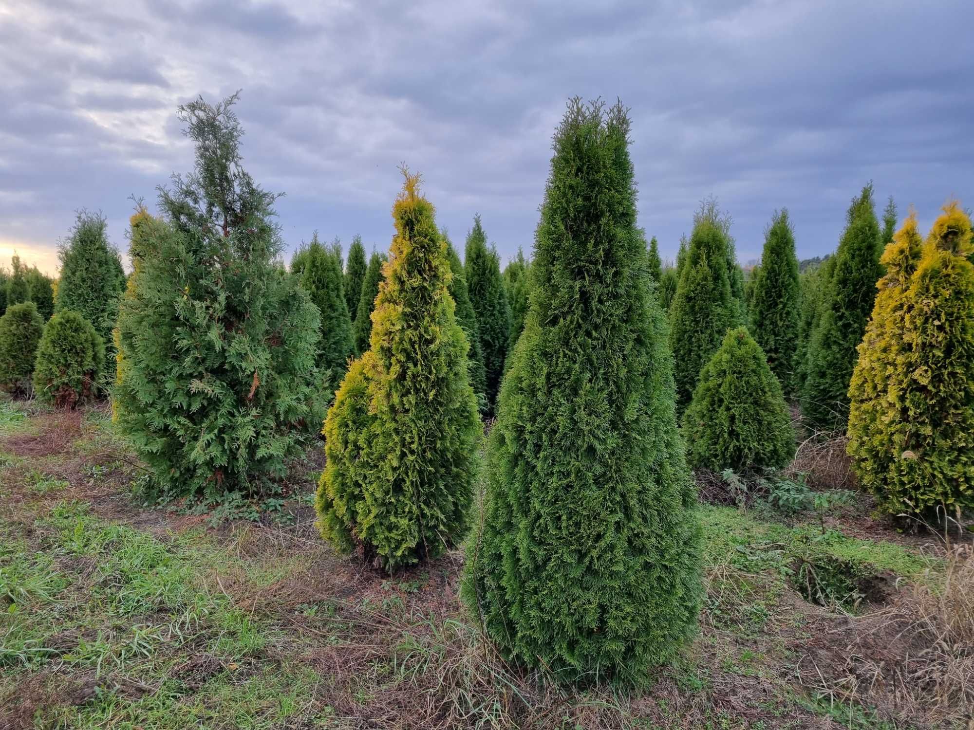 Tuja szmaragd 2,2-2,5 m, szerokie, żywotnik zachodni ,,smaragd", Thuja