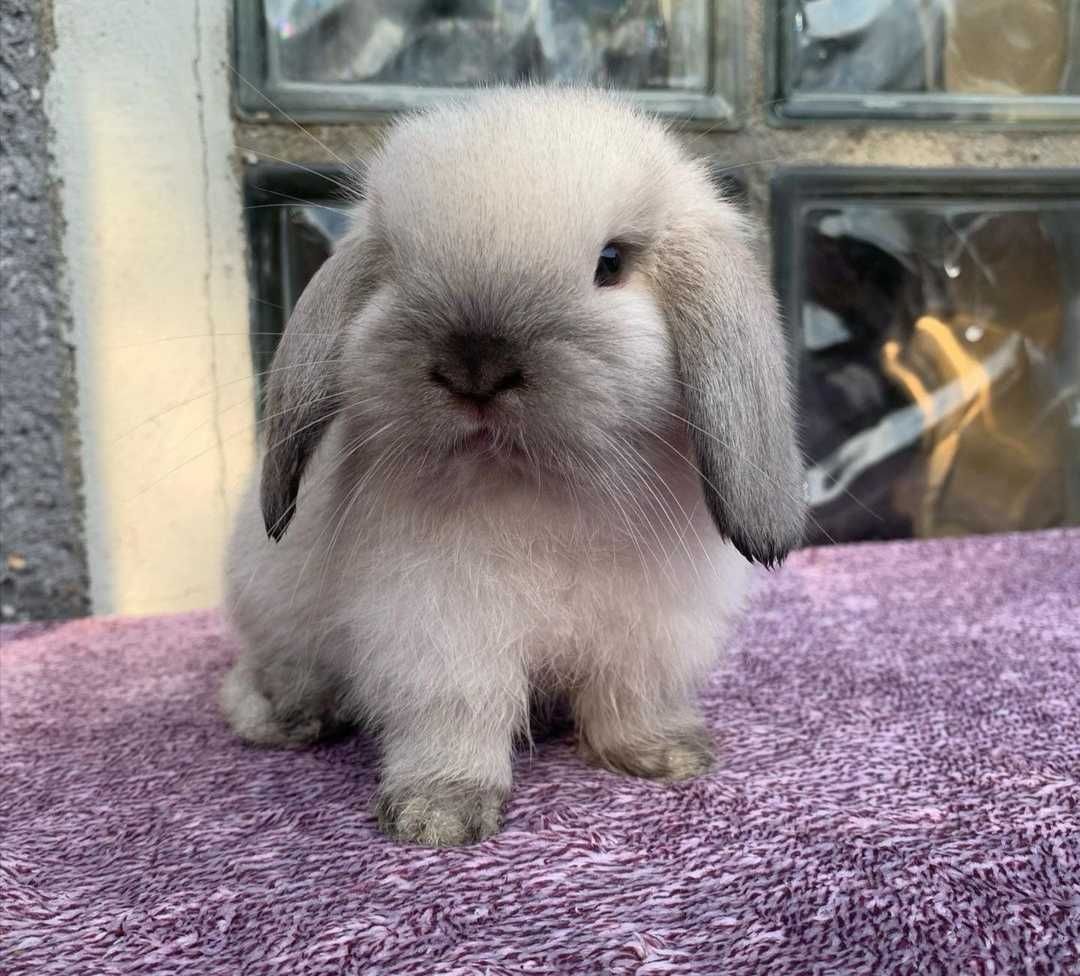 KIT Coelhos anões orelhudos, mini lop muito inteligentes e meigos