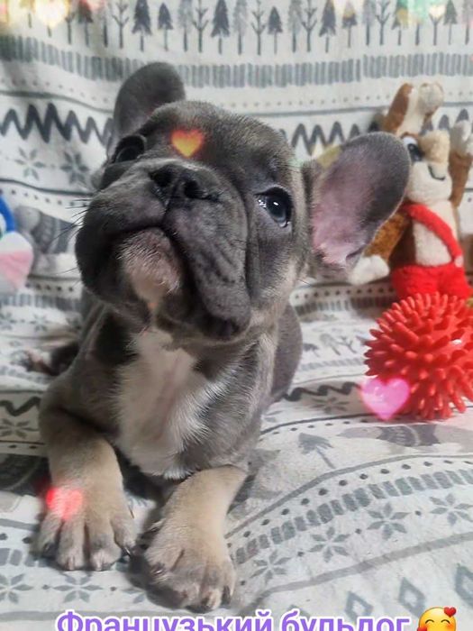 Французький бульдог дівчатка