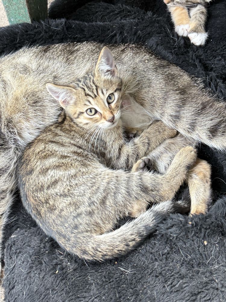 Віддамо кошенят в добрі руки