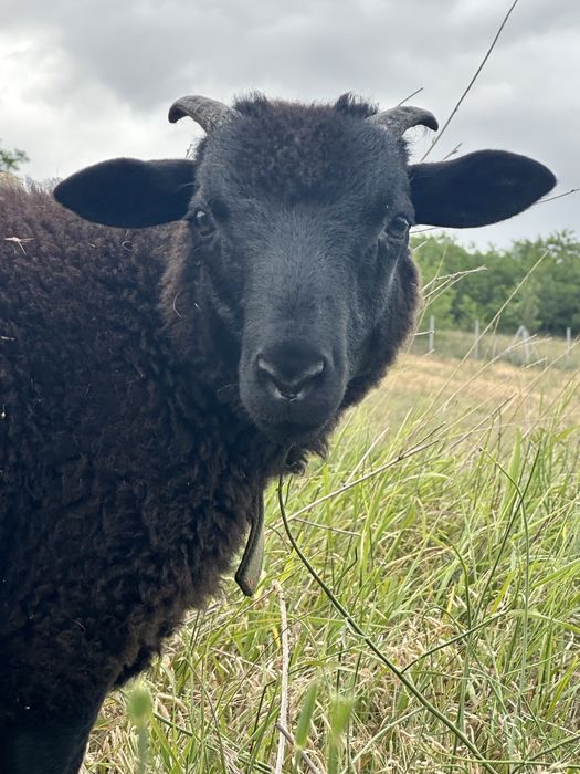 Баран 7 мес Дорпер F1 на племя, для разведения кросс дорпер