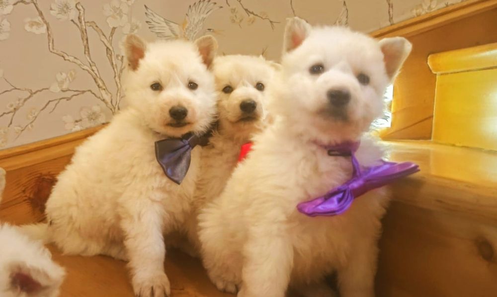 Biały Owczarek Szwajcarski szczeniak