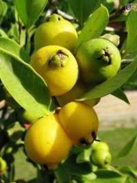 Plantas de Araça Amarelo.