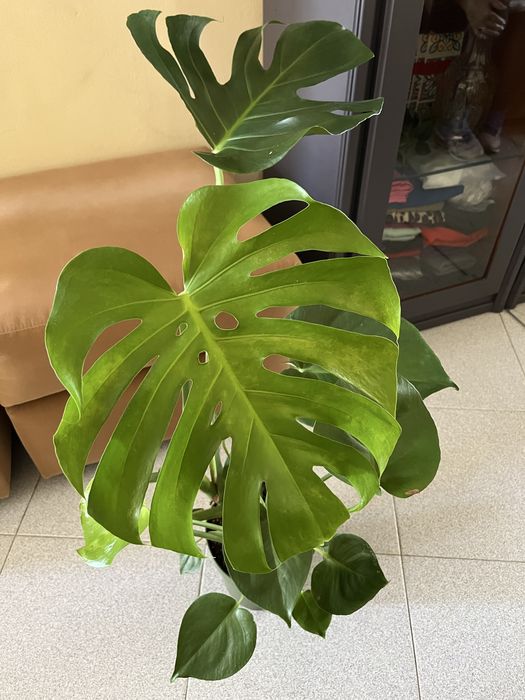 Planta Monstera Magnifique