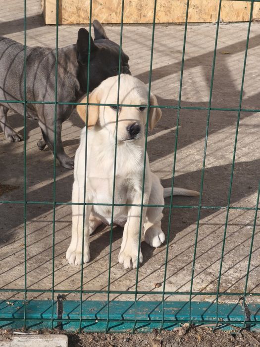 Белый Мишка Лабрадорчики Элитные щенки Питомника с Документами Доставк