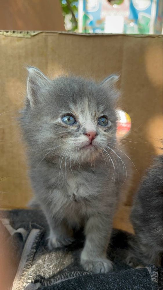 Котенок девочка 1 месяц