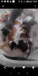 Da se gatinhos bebes