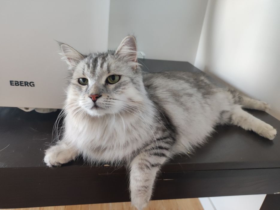 Kotka Syberyjska z rodowodem FPL