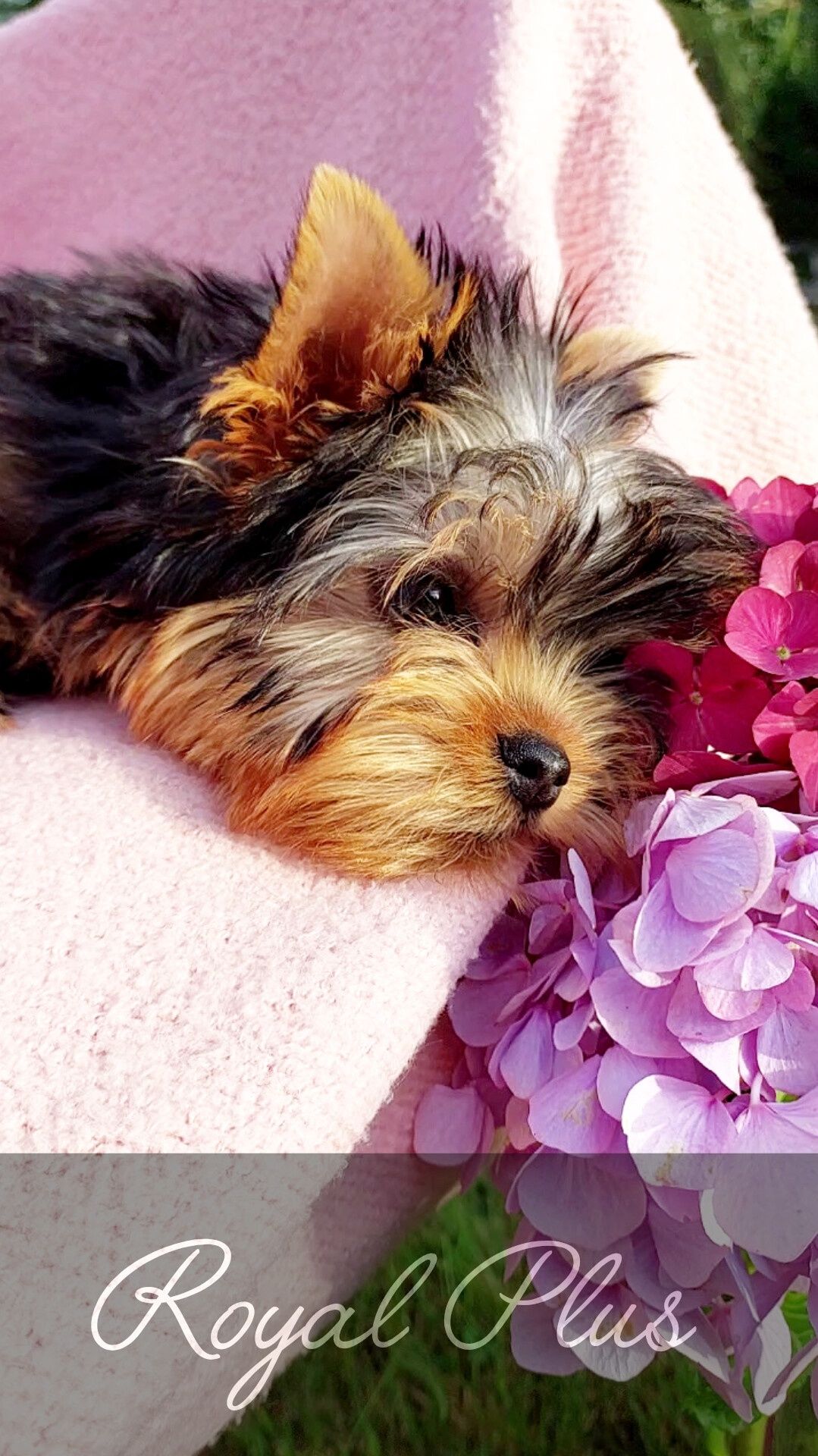 Yorkshire terrier szczeniak york  ZKwP FCI