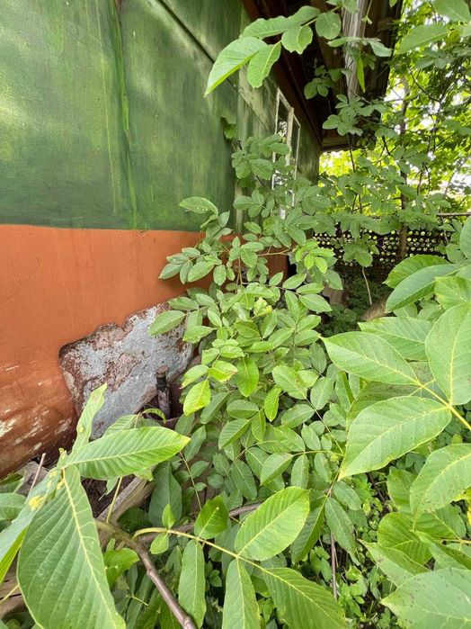 Продається будинок у центрі села Чернилява