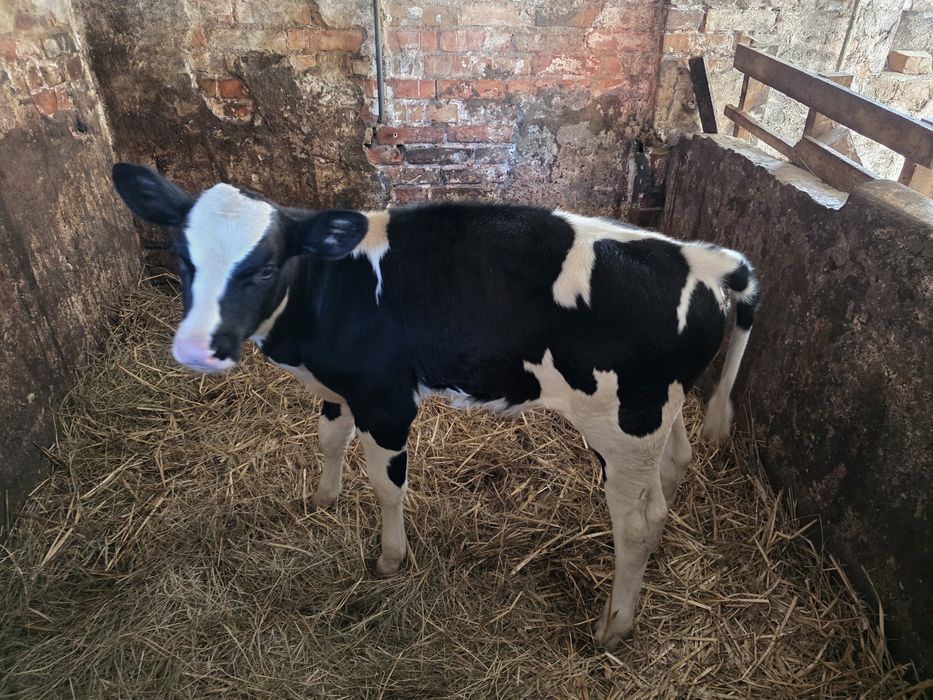 Byczek-cielak biało-czarny